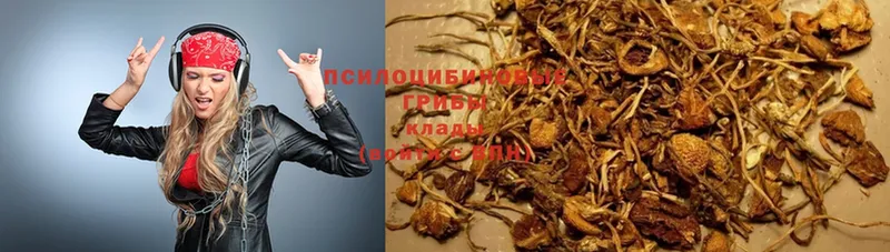 Псилоцибиновые грибы Psilocybe  Кингисепп 